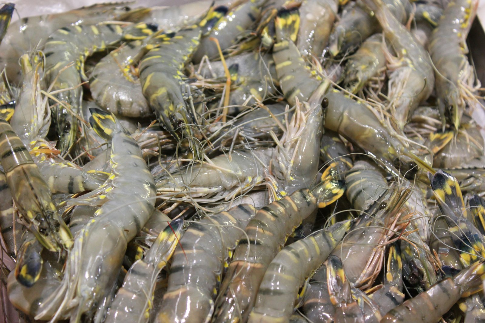 King Prawns (Large)